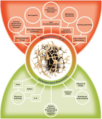 Editorial: The role of bone-muscle crosstalk in secondary osteoporosis
